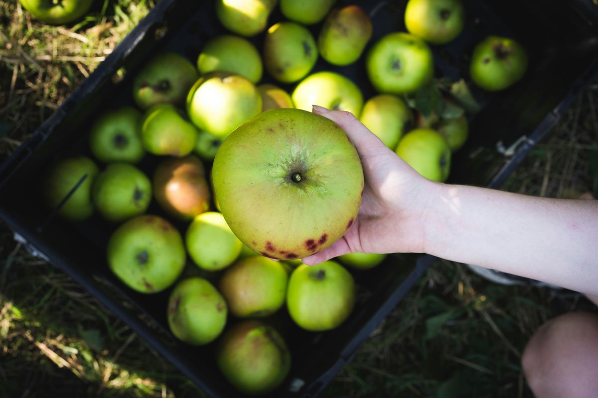 National Trust Apple Harvest - Fenton House London