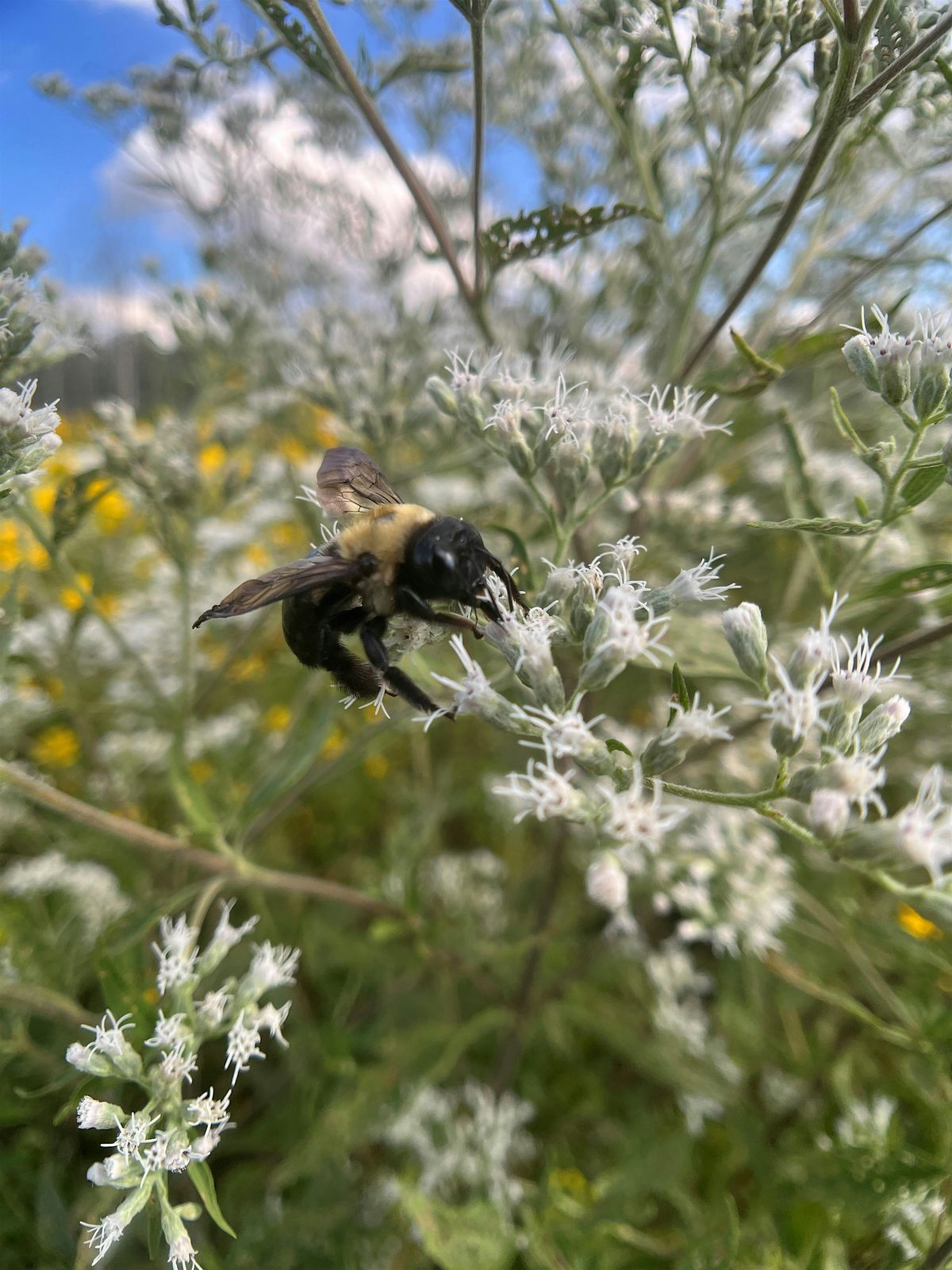Jr. Naturalist: The Buzz About Pollinators