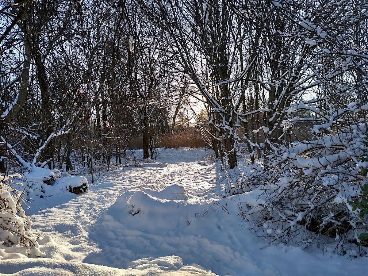 Trees in Winter