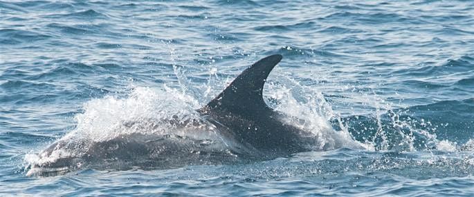 North Sea pelagic cruise