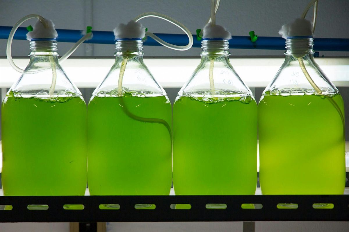 LSU Science Caf\u00e9: Algae: Our Most Important Food