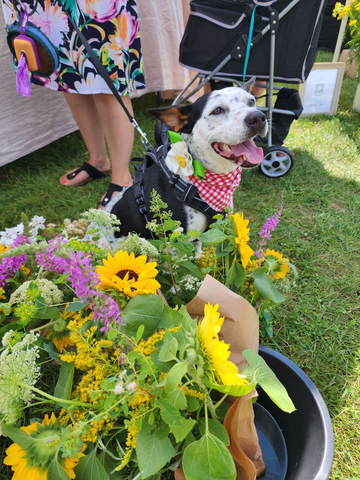 2024 Attleboro Farmers Market Week 3- Dog Days Of Summer!