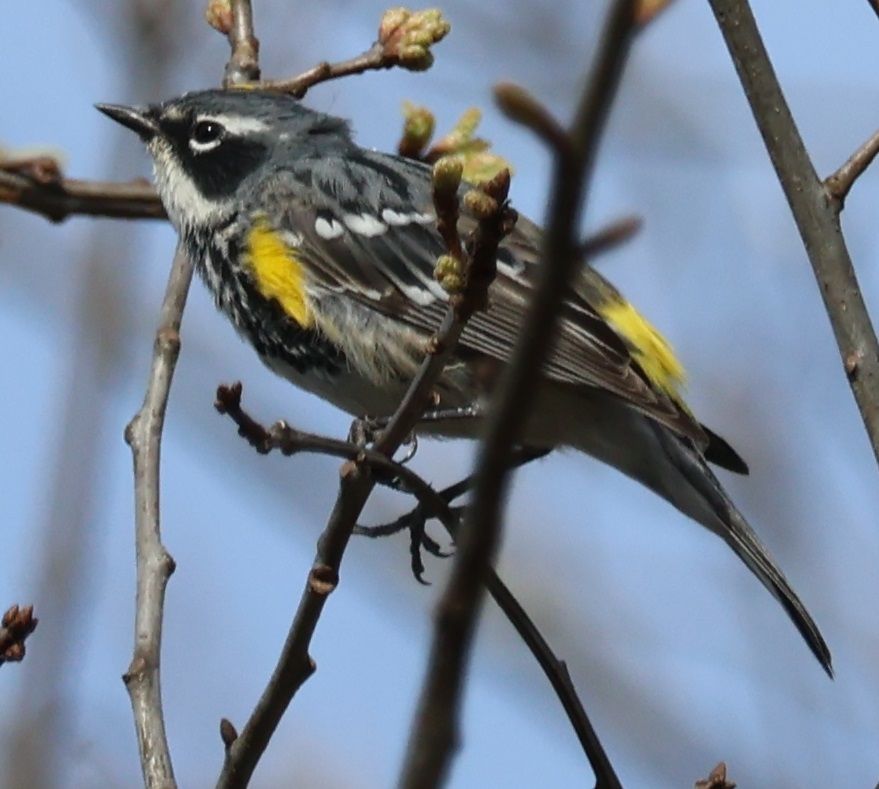 Bird Photography