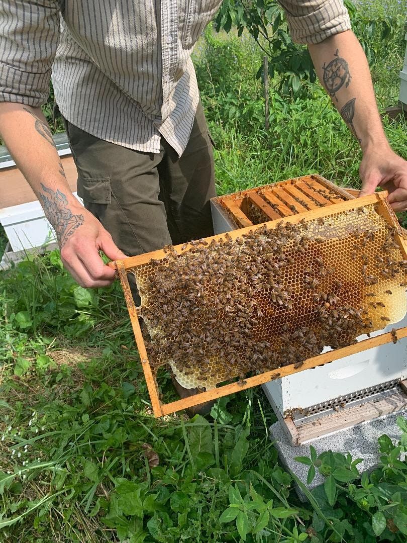 All About Bees: Honey Tasting & Hive Tour, Fox Haven Organic Farm ...