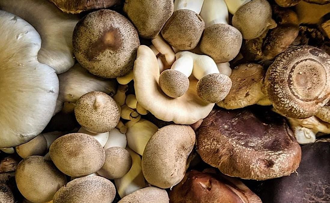 Cultivating Edible Mushrooms at Home