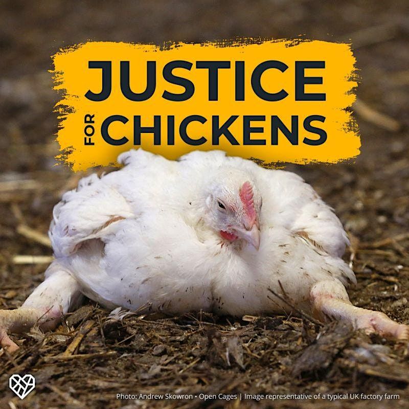 Broiler Chicken Welfare Peaceful Protest - Kentish Town LIDL