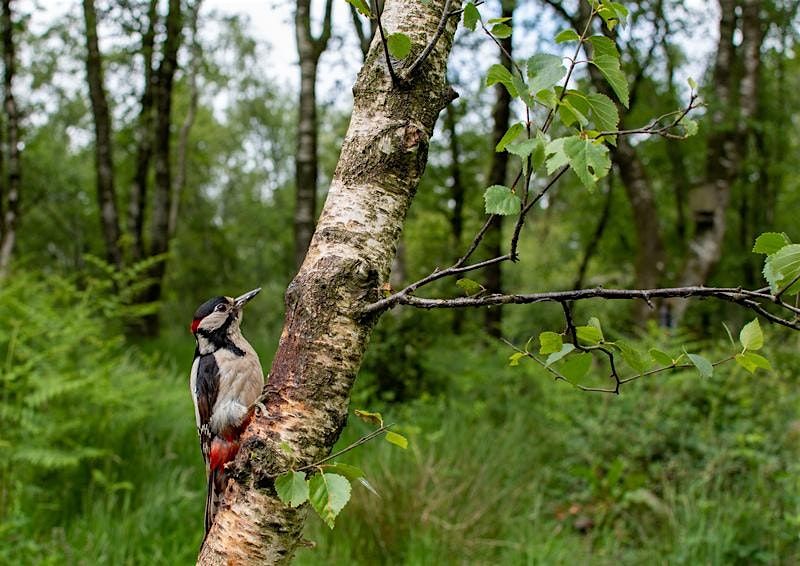 Walk around Broadwood Loch, Cumbernauld