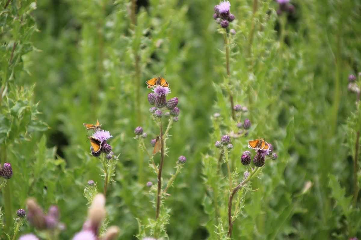 RSPB Butterfly and Habitats Walk at Wormwood Scrubs, Wormwood Scrubs ...