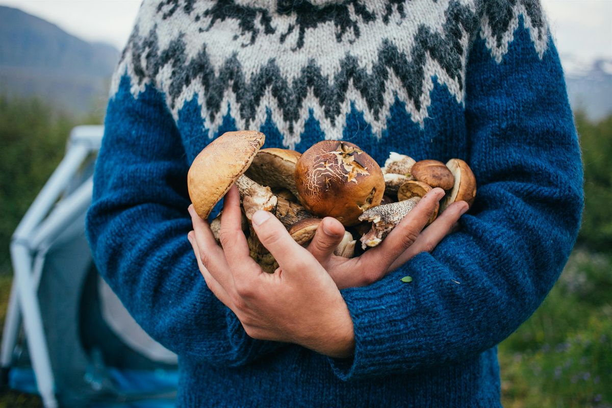 Plant ID, Foraging and Fungus Walks at Haigh