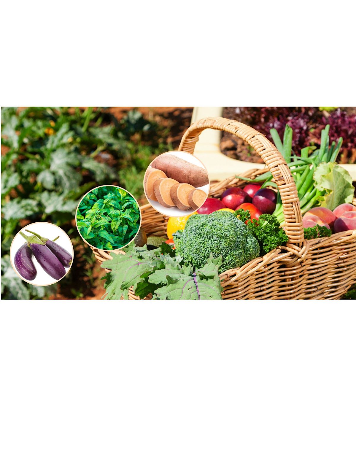 Summer Vegetable Gardening - In-Person Class