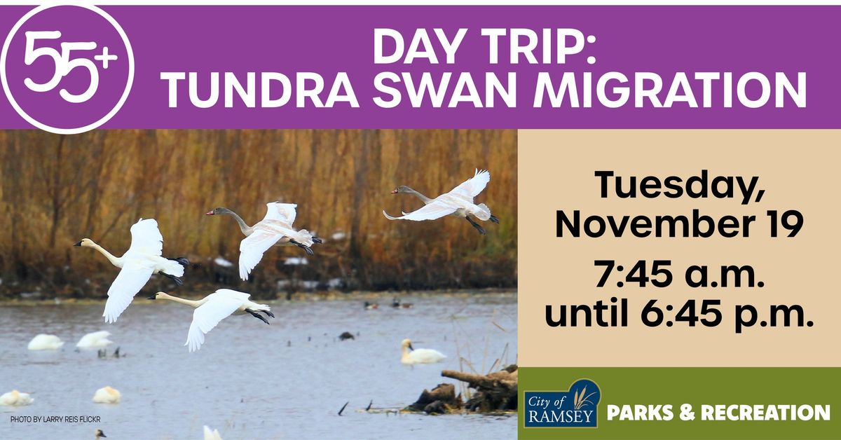 55+ Day Trip: Tundra Swan Migration Tour