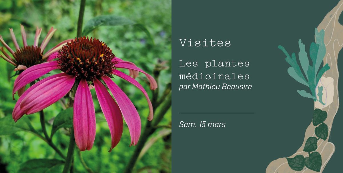 Visite - Plantes m\u00e9dicinales avec Mathieu Beausire