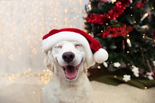 Happy Howlidays with Wagging Companions