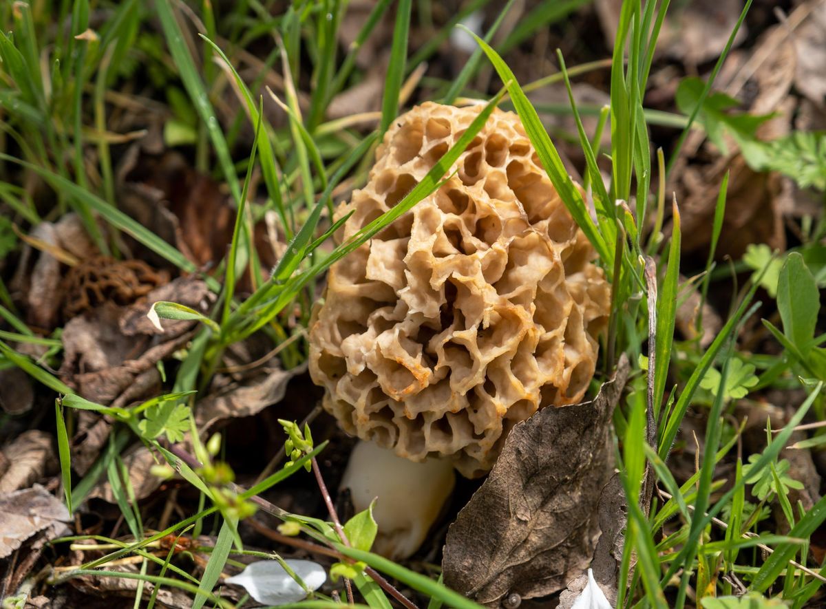Summer Enrichment Series - Wild Mushrooms of Michigan