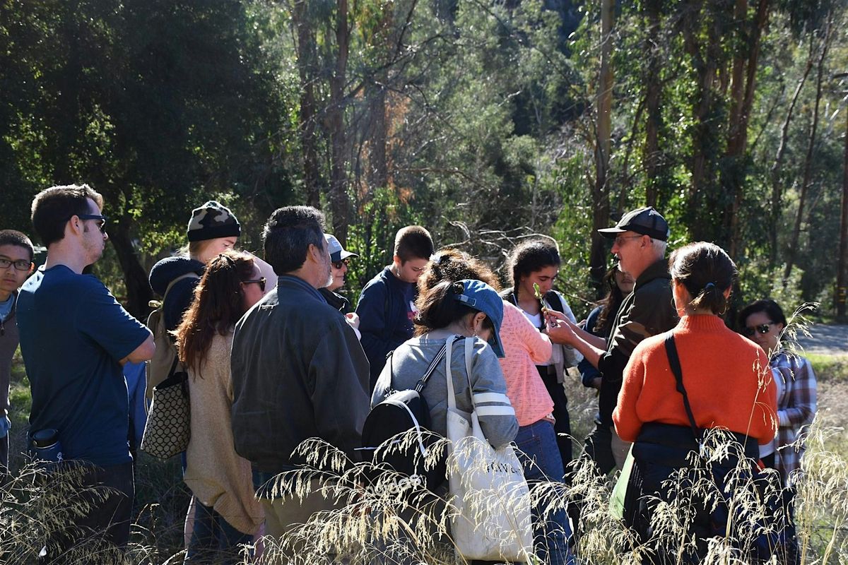 Eco-Friendly Foraging - Plants Walk \/ Wild Food Tasting & Drinks