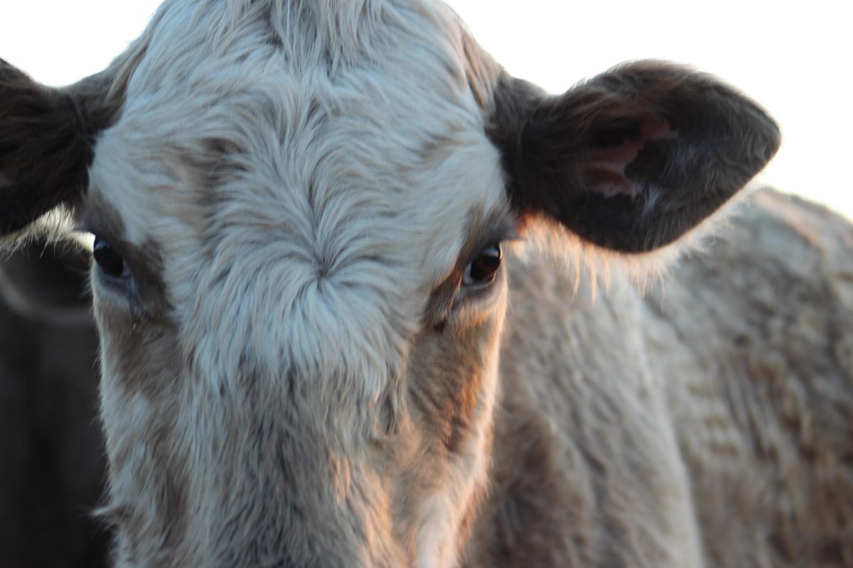 Bullitt County Cattlemen Present: Water Systems for Rotational Grazing