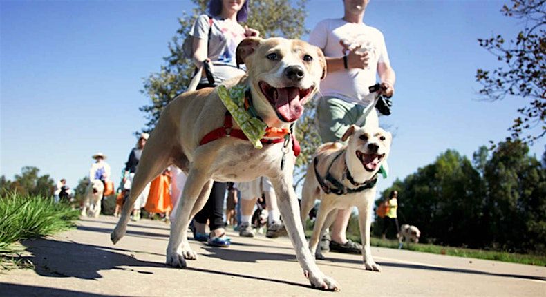 Run for a pawsome cause with Paws on the Run!