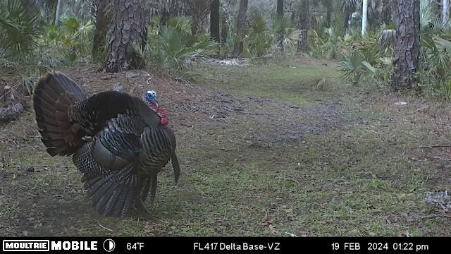 In-Town Lecture \u2013 Trail Cams 101 for Backyard Citizen Science