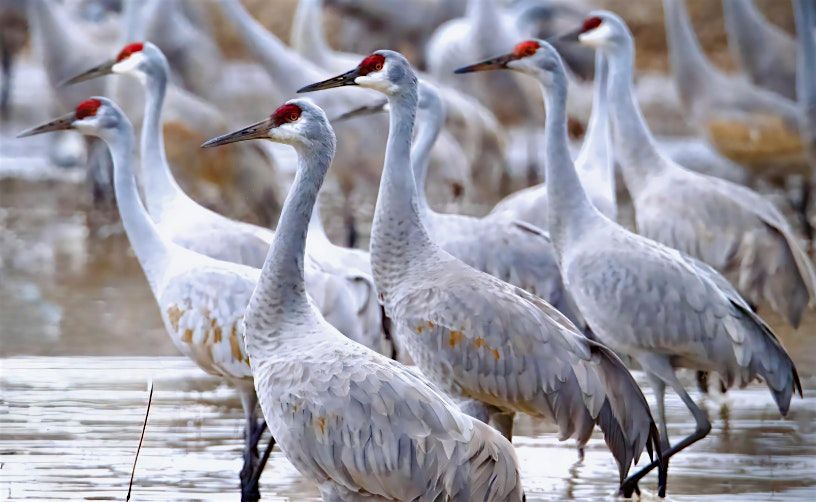 Louisville Women's Birding Club December Walk