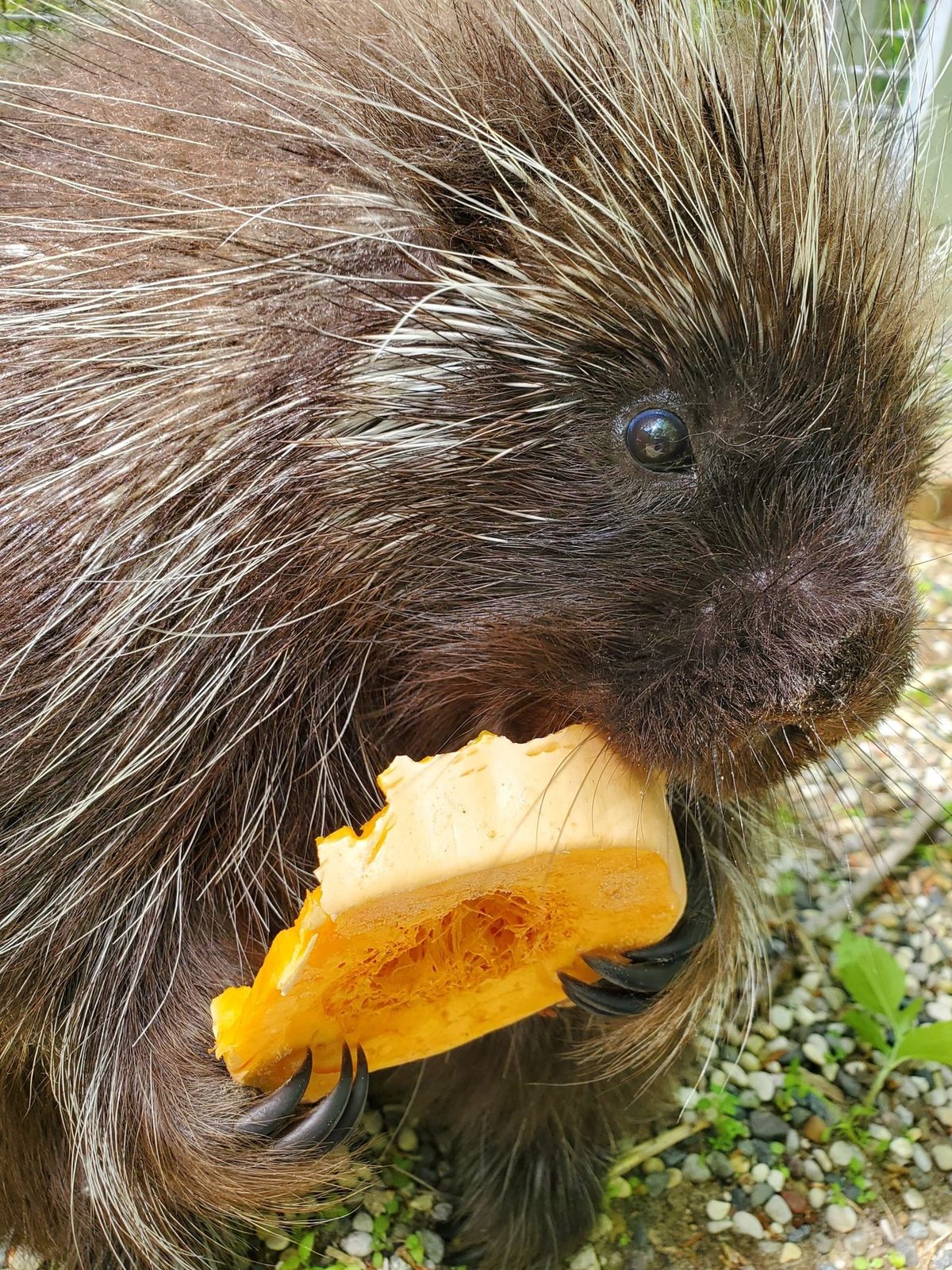 Thanksgiving for our Wildlife