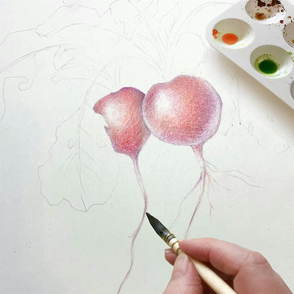 BOTANICAL ART: Combining Colored Pencil & Watercolor