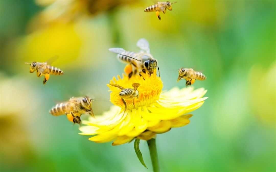 Gardening for Native Pollinators and Honeybee Nutrition