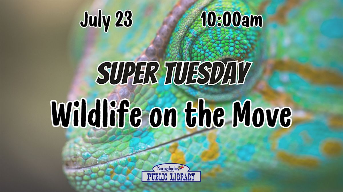 Super Tuesday: Wildlife on the Move
