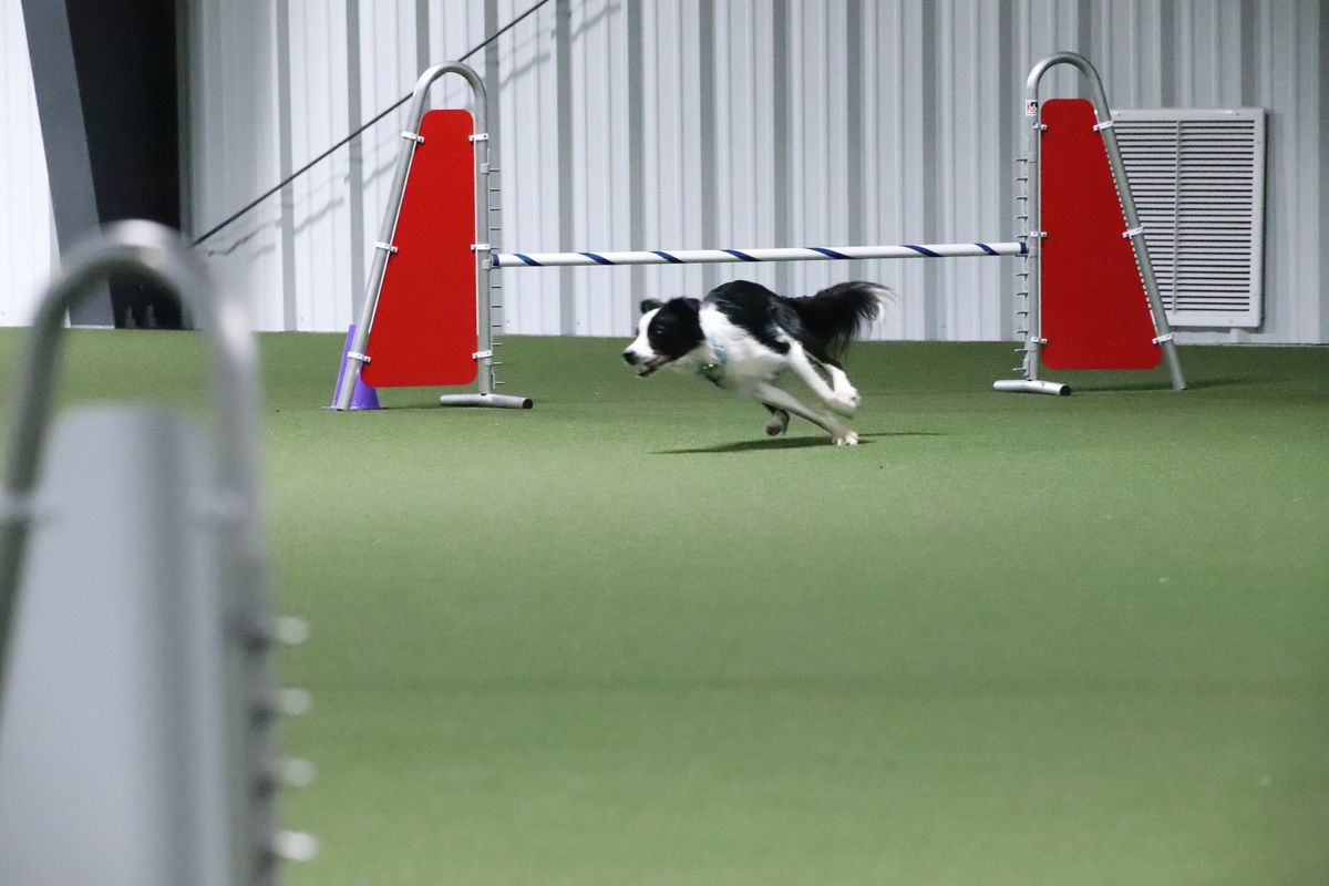 AKC August Agility Trial