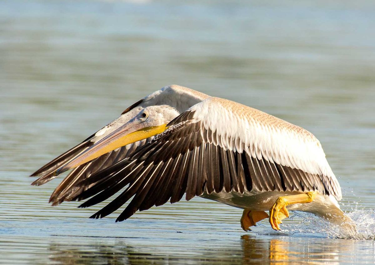 Pelican Party