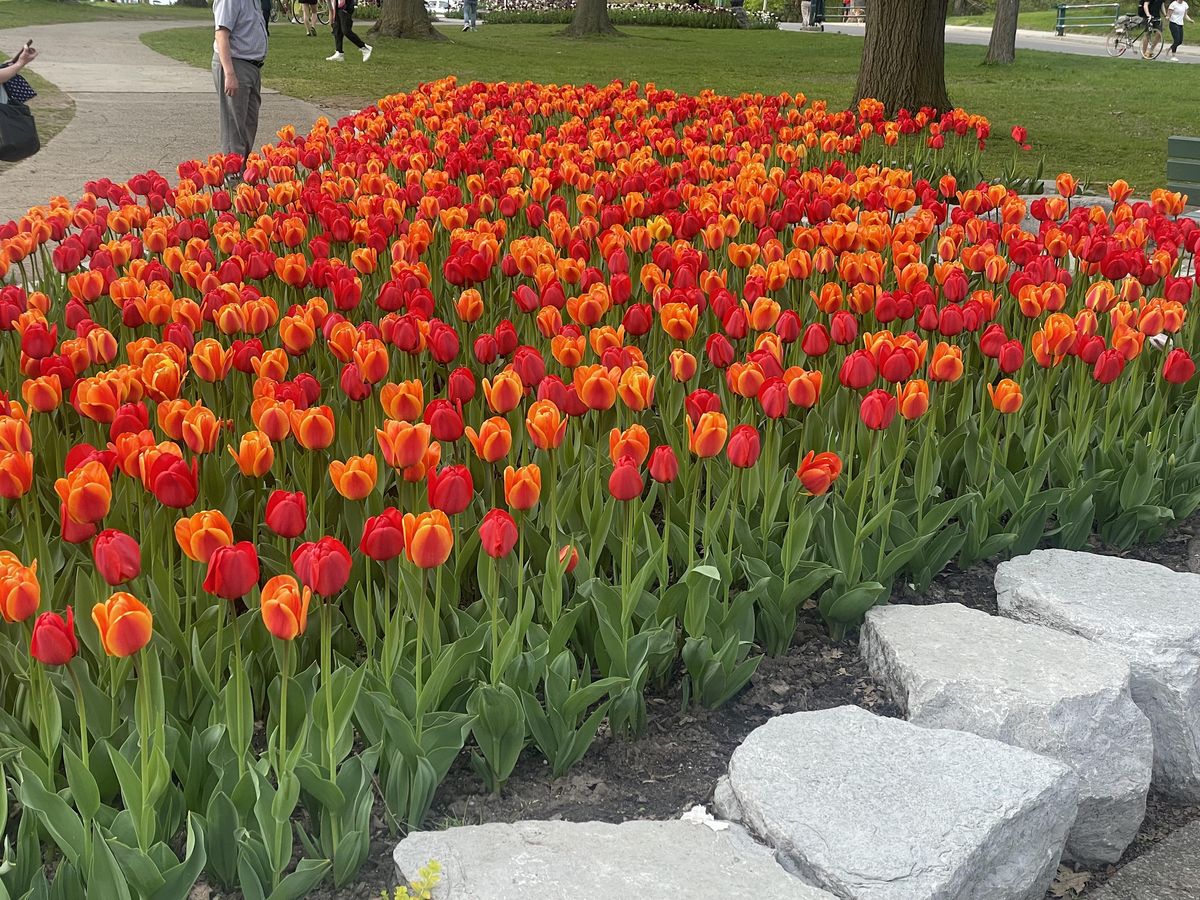 High Park Recovery Walk