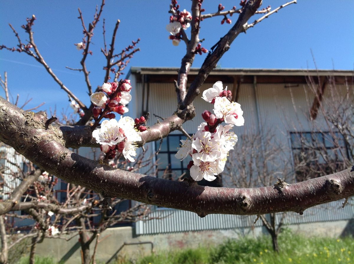 The Granary Fruit Tree Husbandry