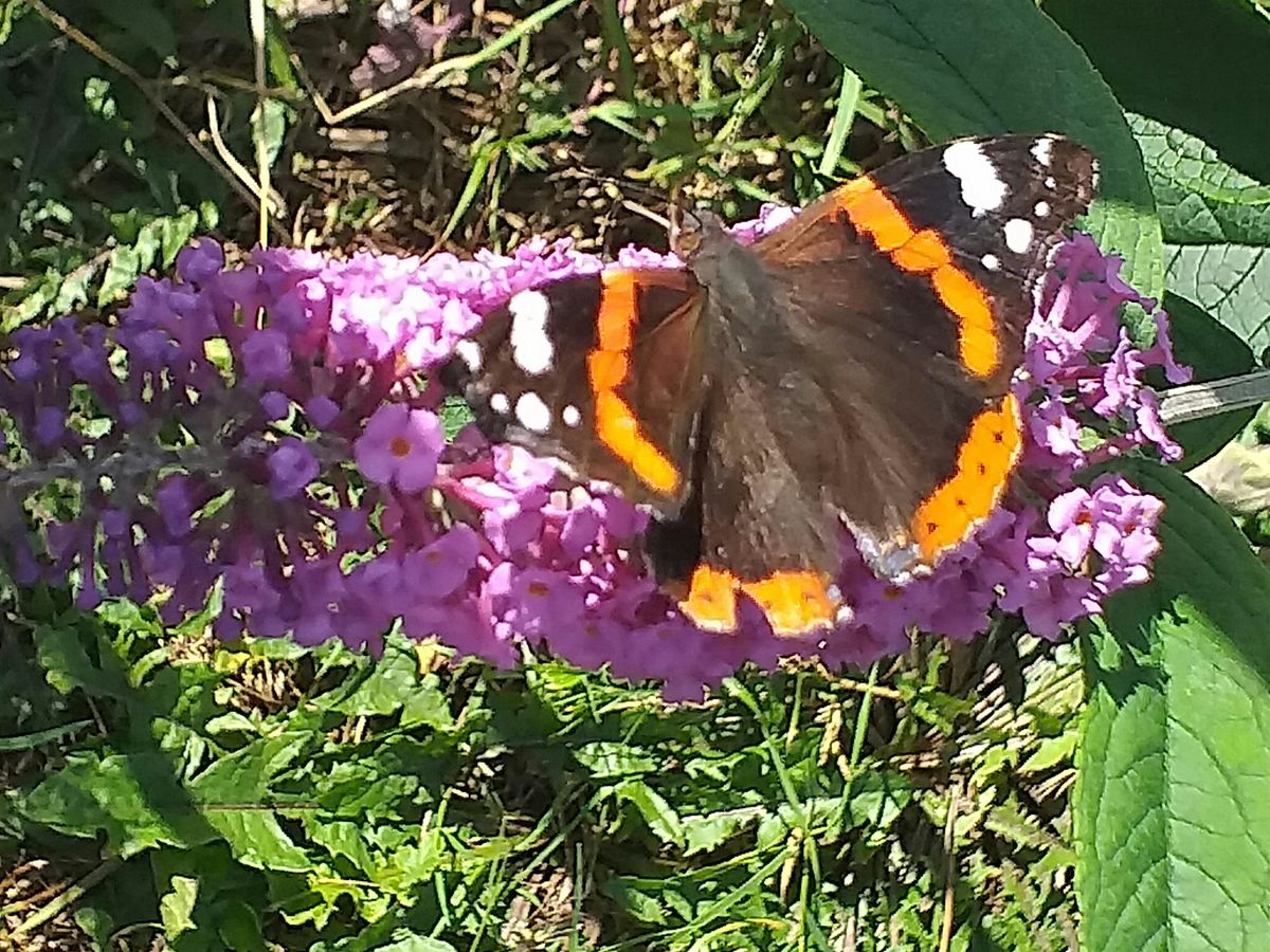 Summer Science - Butterfly Monitoring at Alexandra Park