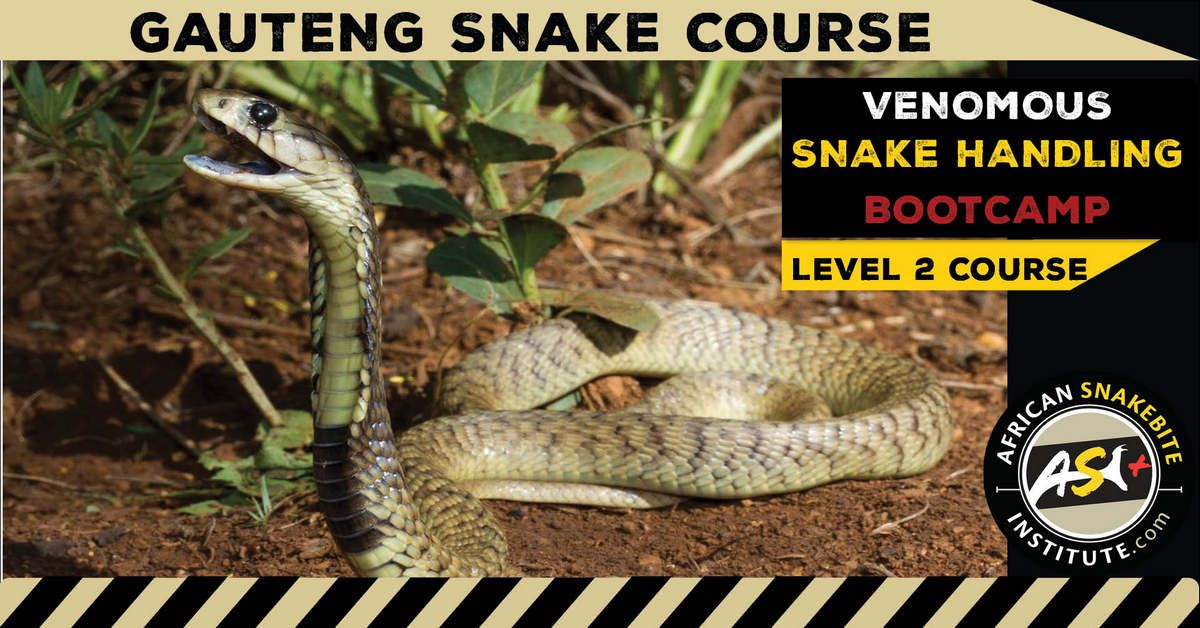 Venomous Snake Handling Bootcamp