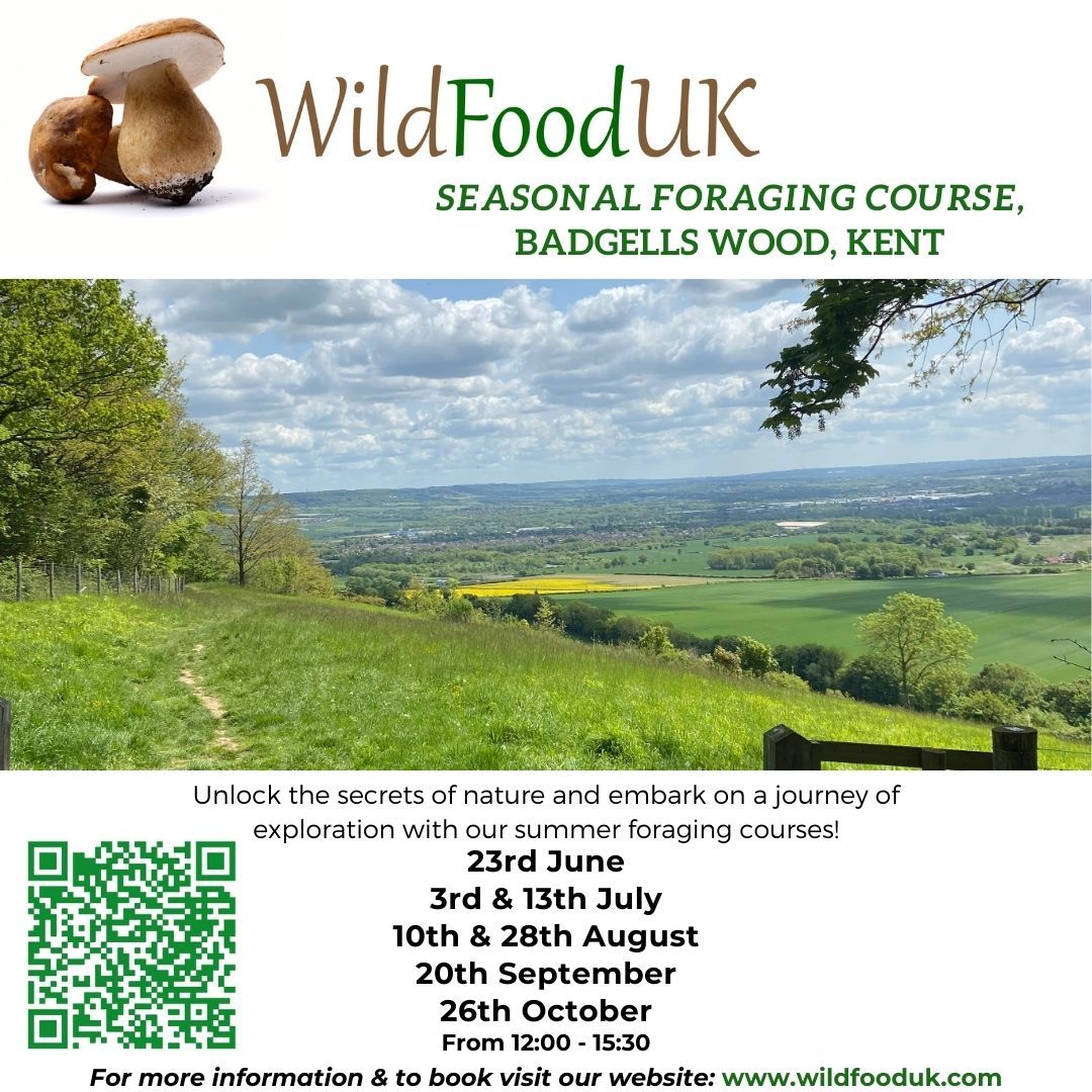 Kent, Badgells Wood Spring Foraging Courses