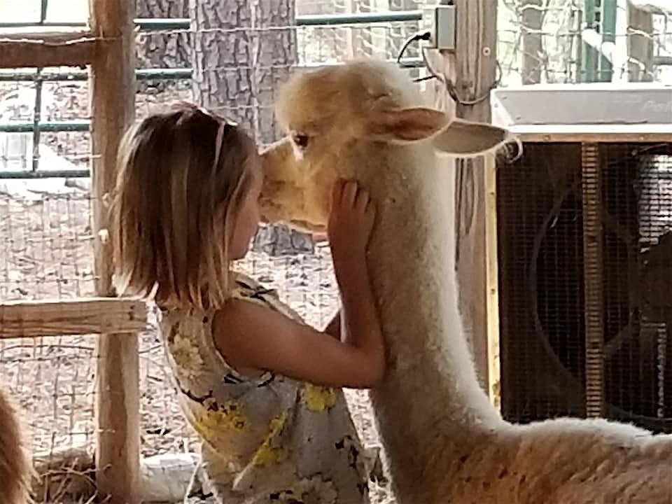 Weekend Alpaca Barn Tour at Creekwater Alpaca Farm