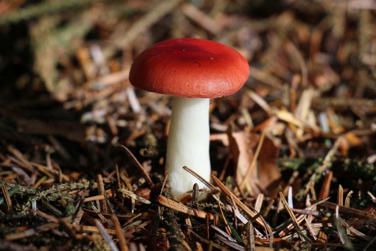 Fungus Amungus, Mugdock (Minimum age 12yrs)