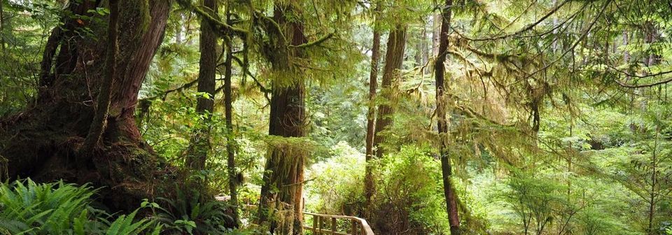 Vancouver Island Trail Running + Wellness Retreat 2024