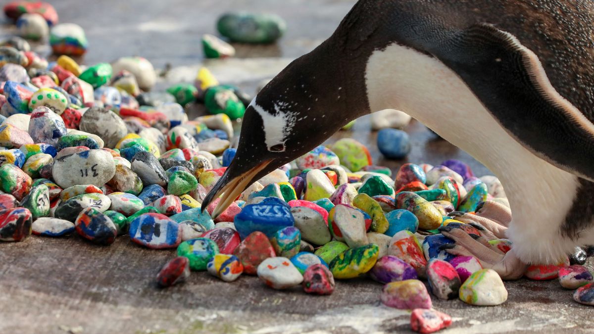 Penguins Love Pebbles