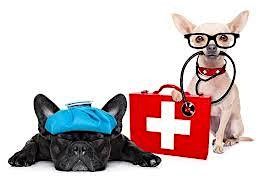 Pet First Aid