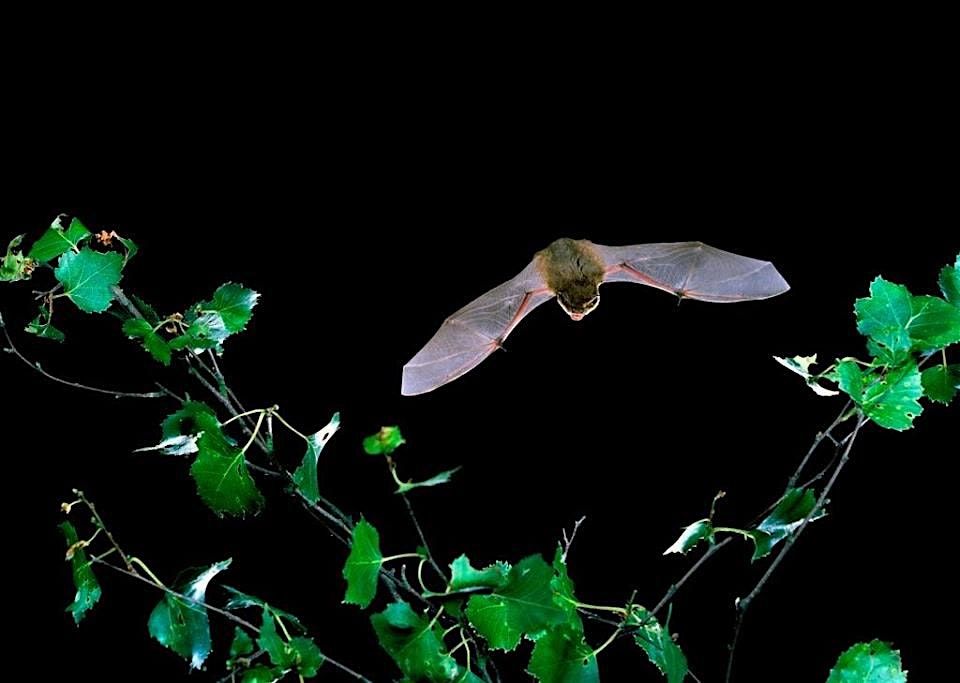 Autumn Bats Alive! at Ryton Pools Country Park