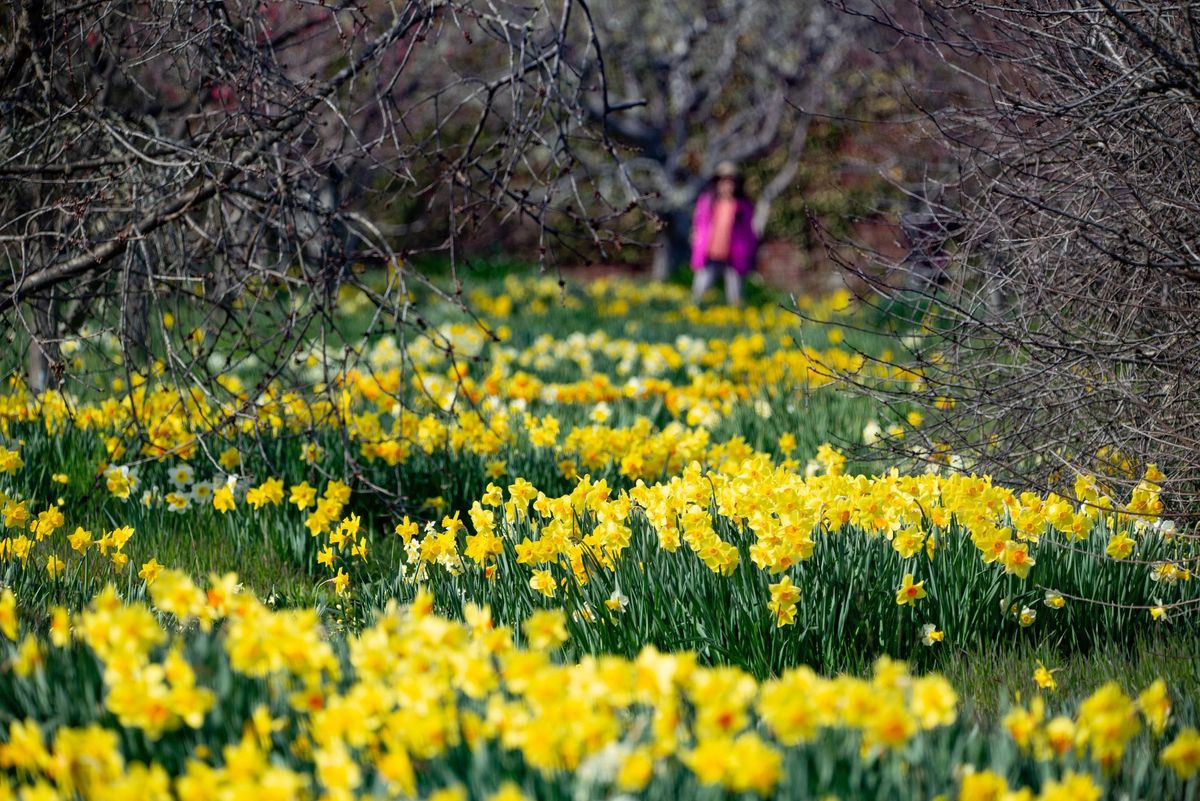 Daffodil Flora Party