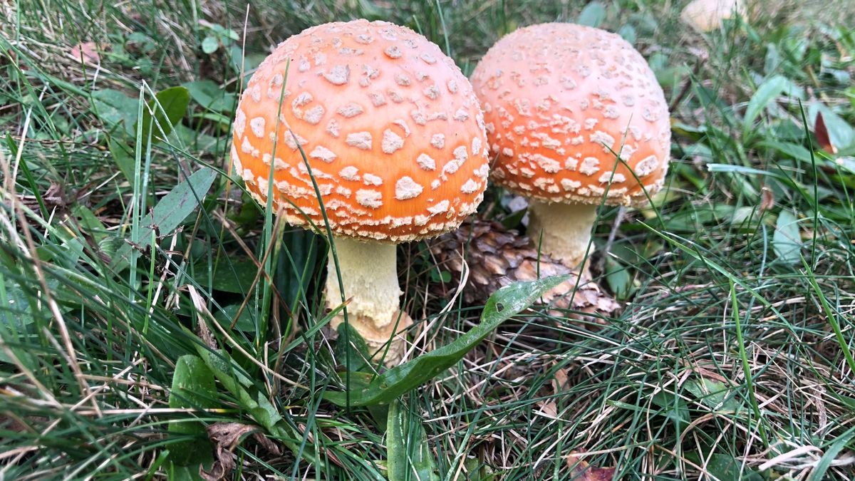 On the Hunt for Fall Fungi