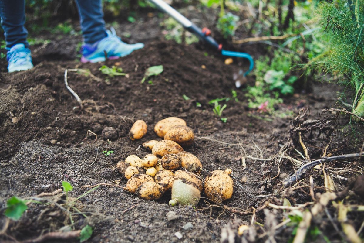 Garden Design and Companion Planting Workshop