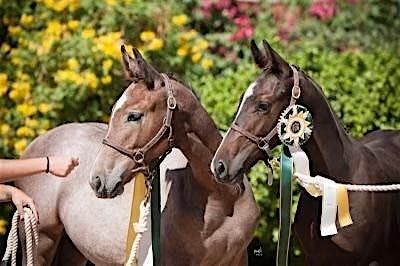 Crossroads Farm Young Horse Showcase