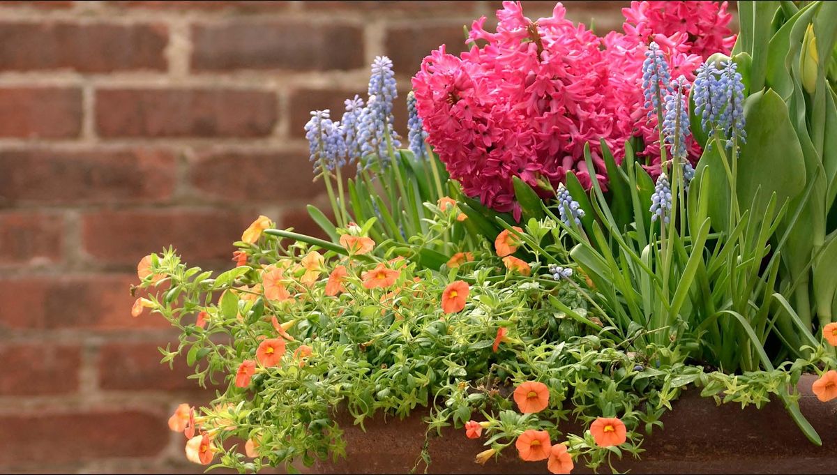 Small Space Gardening: Building the Perfect Spring Container