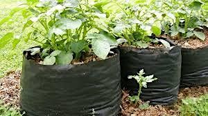 Free Workshop: Growing Potatoes in Bags