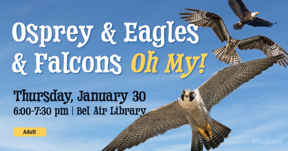 Osprey & Eagles & Falcons, Oh My!