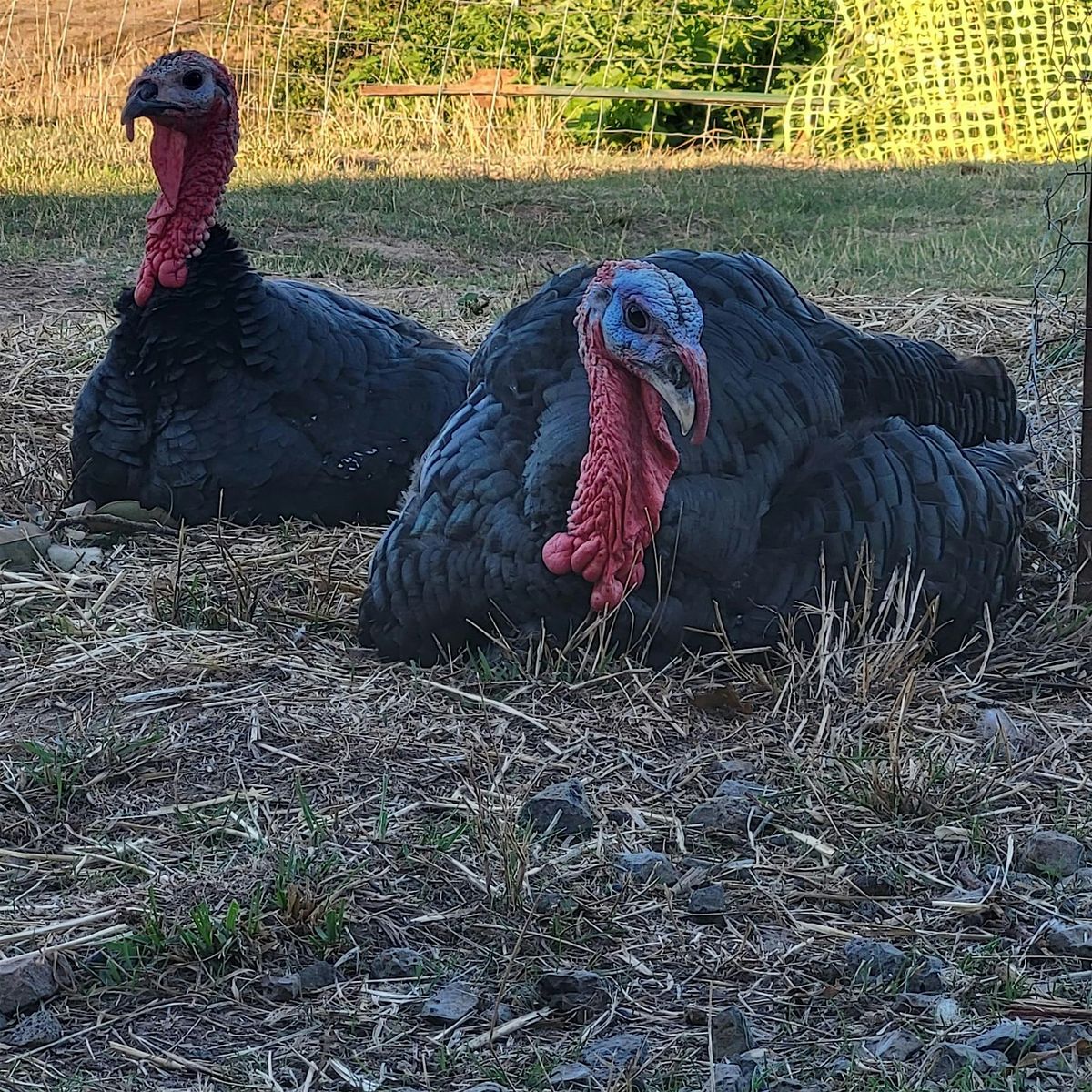 Autumn Open Farm Day