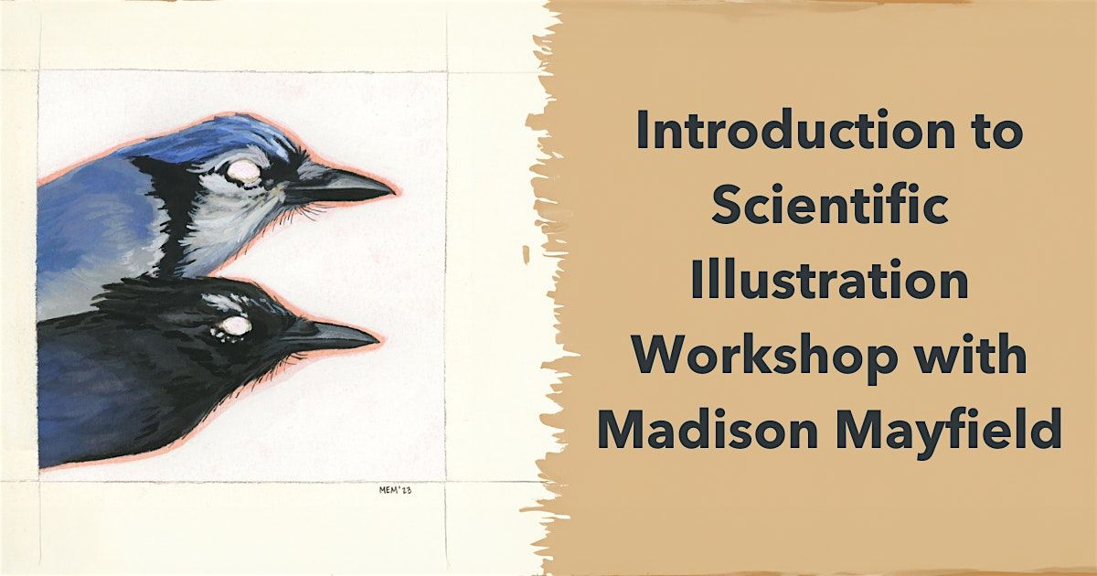 Introduction to Scientific Illustration Workshop with Madison Mayfield