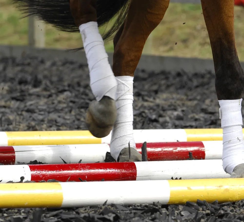 Dressage and Polework Training with Andrew Lovell